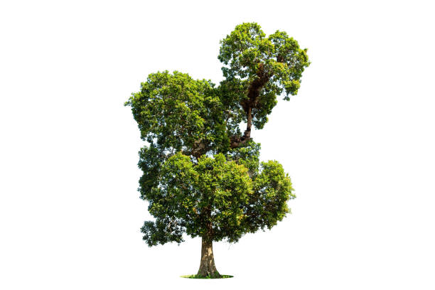 istock Isolated green tree on white background, Trees isolated on white background, tropical trees isolated used for design, advertising and architecture. 1388267547