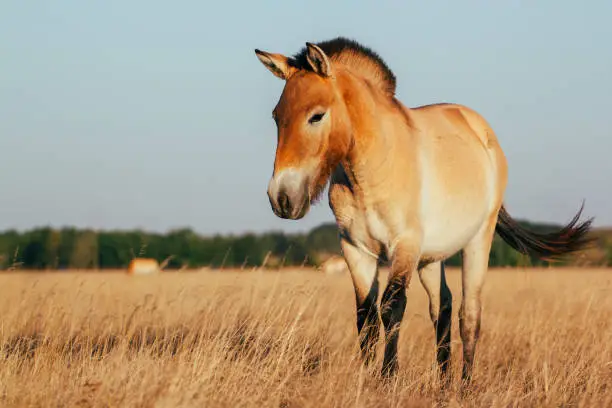 Przewalski's horse in the national park of Ukraine in the Kherson region Askania nova. A beautiful animal in the rays of the sunset. Light background.