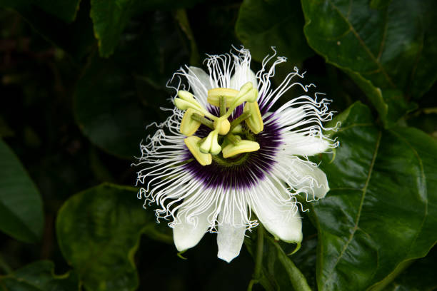 istock White and Purple hibiscus 1388269002