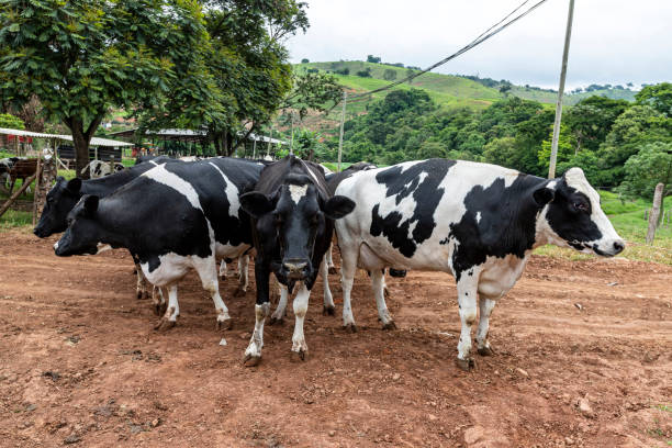 istock Cows confined in a dairy farm 1388269554