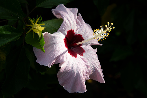 Single Pink Hibiscus with blurry dark green background