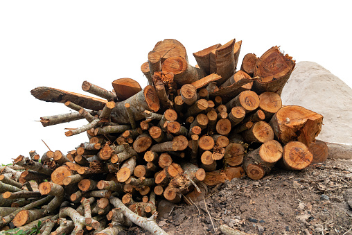Group of tree trunks of pine tree cut and stacked, Pile of wood logs ready for winter, Isolated on white background.