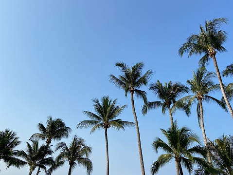 nice tropical with blue sky, palms tree, green leave \