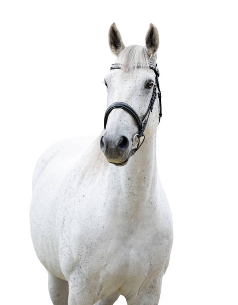 istock White horse wearing bridle facing camera on white background 1388272591