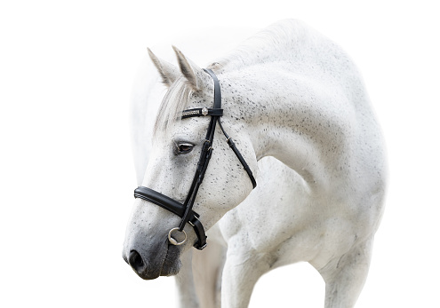 White horse wearing black bridle with head across chest facing left on white coloured background