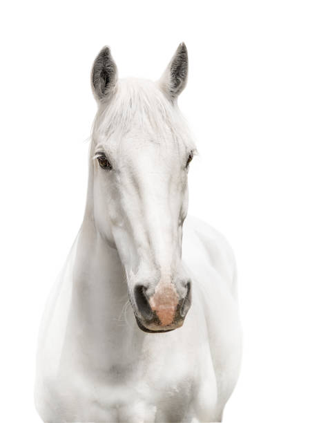 istock White horse facing camera on white background 1388272605