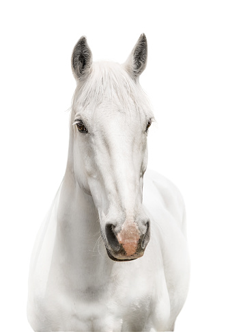 White horse with pink nose facing camera front on on white background