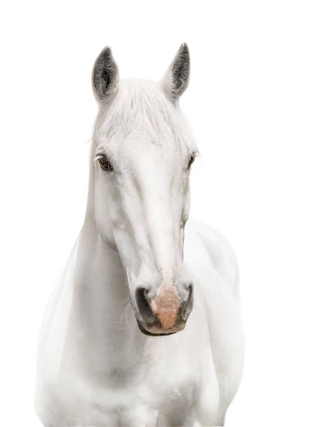 White horse facing camera on white background White horse with pink nose facing camera front on on white background white horse stock pictures, royalty-free photos & images
