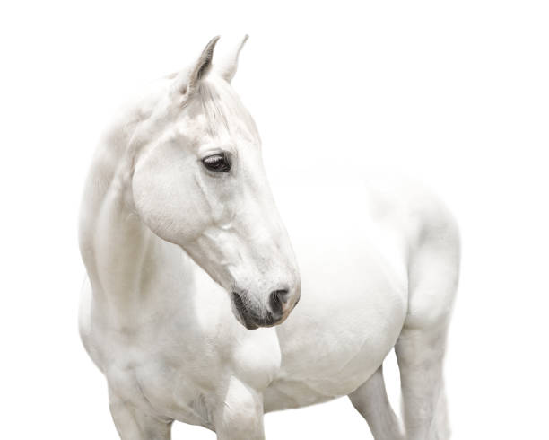 istock White horse looking over shoulder on white background 1388272624