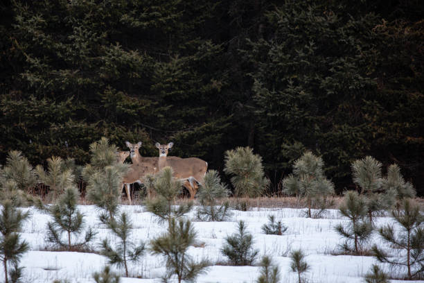 위스콘신 소나무 숲에 서 있는 흰꼬리 사슴(오도코모유스 버지니아누스) - corn snow field winter 뉴스 사진 이미지