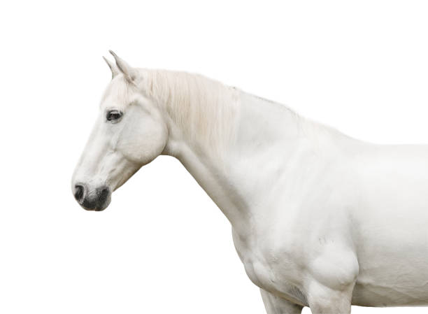 istock White horse side profile on white background 1388272638