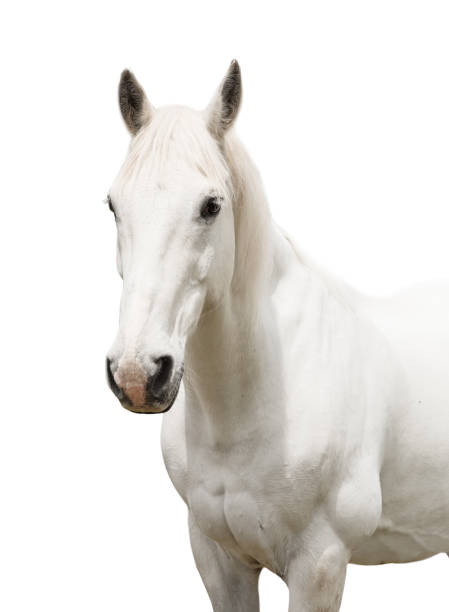 istock White horse front profile close up head on white background 1388272648