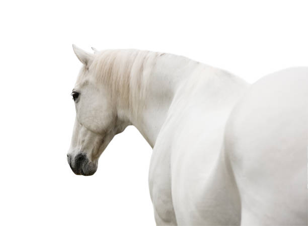 istock White horse from behind on white background 1388272664