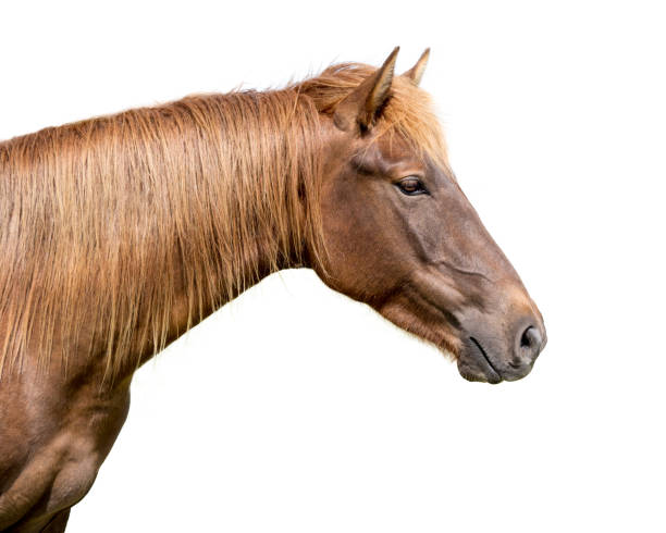 istock Chestnut horse portrait of head facing right on white backdrop 1388272669