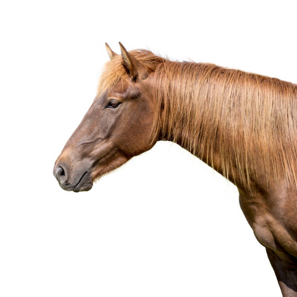 istock Chestnut horse portrait of head facing left on white backdrop 1388272671