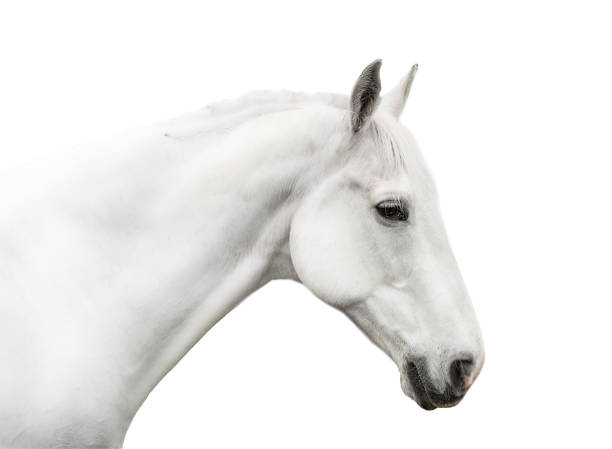istock White horse facing right close up on white background 1388272673
