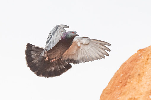 Colorful Rock Dove or Pigeon flying with wings spread, into sandstone formation nesting hole in Garden of the Gods in Colorado Springs, Colorado in western United States of America (USA).