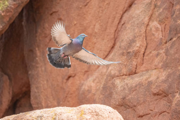 Colorful Rock Dove or Pigeon flying with wings spread, into sandstone formation nesting hole in Garden of the Gods in Colorado Springs, Colorado in western United States of America (USA).