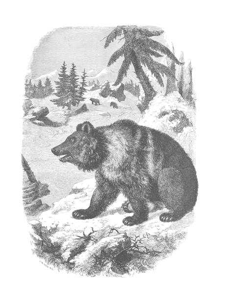 A vintage antique engraving illustration, of a European Brown Bear, from the book Animal Kingdom With It's Wonders and Curiosities, published 1880.