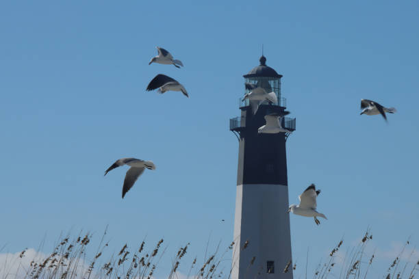 istock Flock of Seagulls 1388274185