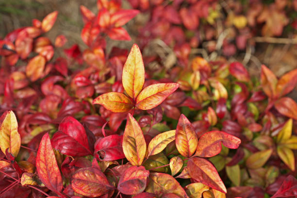 nandina domestica 이력서. otafukunanten - domestica 뉴스 사진 이미지