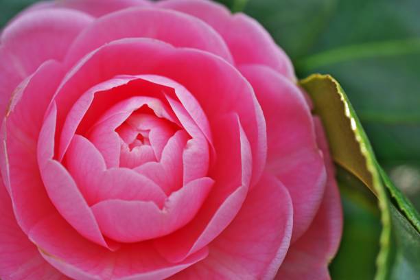 three pink camellia on white background