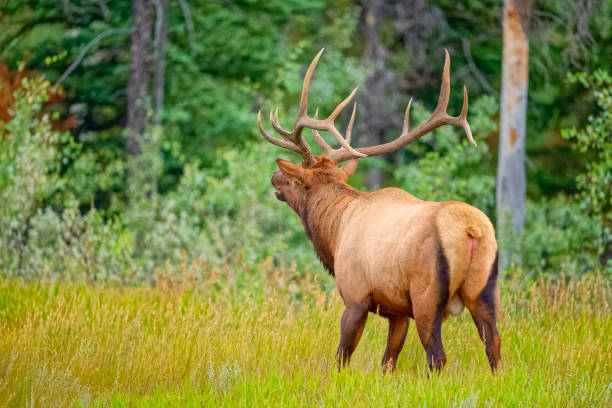 istock Jasper National Park in Alberta Canada 1388275096