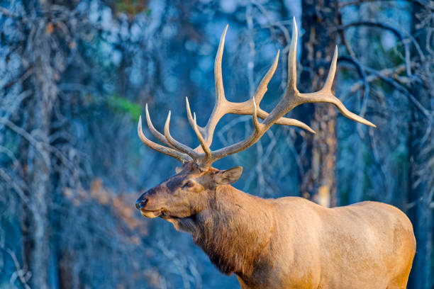Bull elk with antler rack in Jasper National Park
