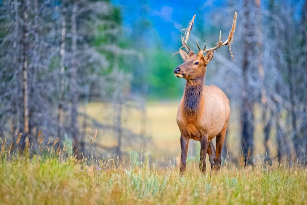 istock Jasper National Park in Alberta Canada 1388275606