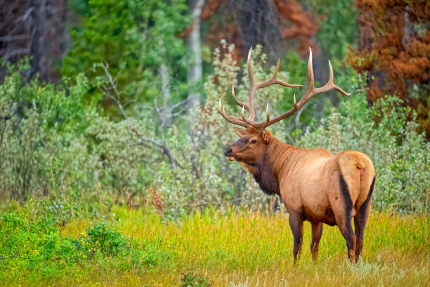 istock Jasper National Park in Alberta Canada 1388275608