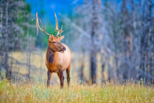 Bull elk with antler rack in Jasper National Park