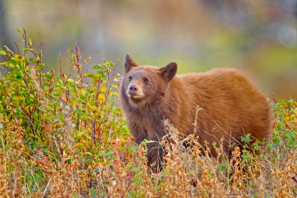 istock Waterton National Park in Alberta Canada 1388275663
