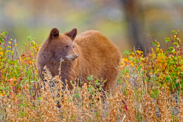 istock Waterton National Park in Alberta Canada 1388275666