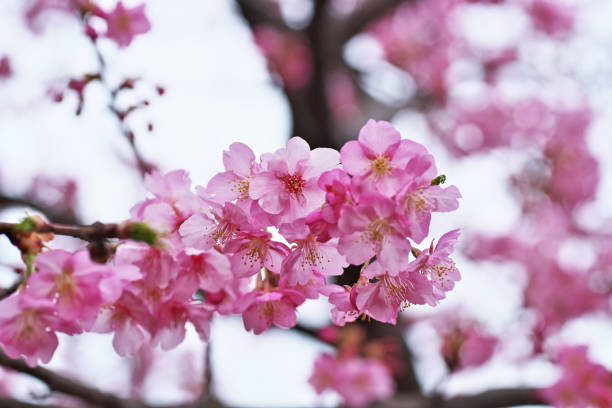 istock cherry blossom（Kawaduzakura) 1388276734