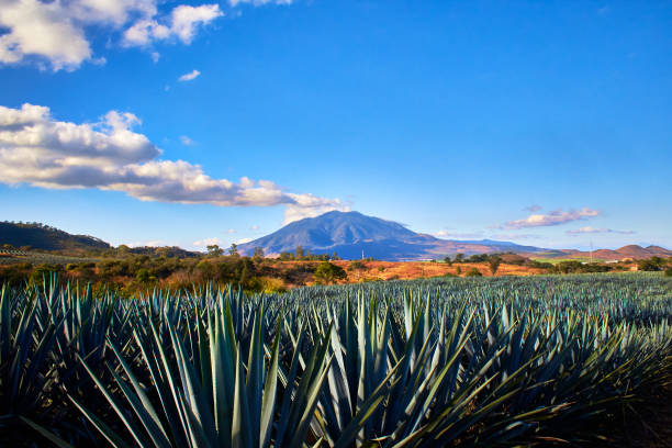 Agave for tequila with the view of the Sangangüey volcano in the background in Tepic Nayarit View of the Sangangüey Volcano with Agave in the Spotlight on a Sunny Day in Tepic Nayarit volcanic landscape photos stock pictures, royalty-free photos & images