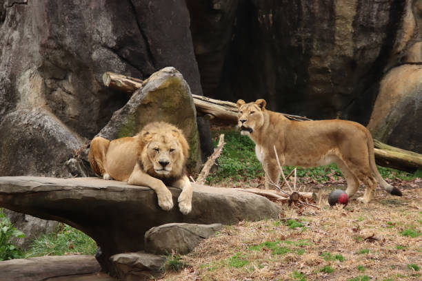 istock Male and Female Lion 1388279975