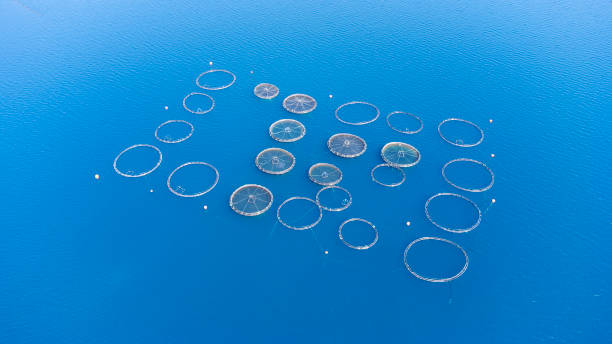 istock Top view fish farm with drone, Karaburun - Izmir - Turkey 1388279993