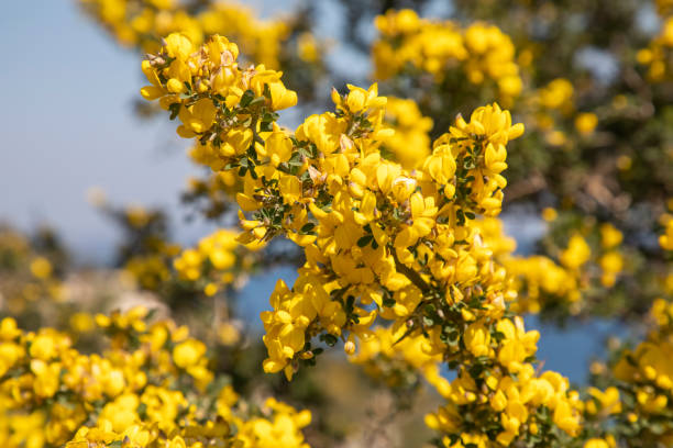 istock Common broom or Scotch broom, Cytisus scoparius, 1388279994