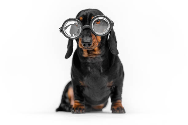 白い背景に黒い面白い眼鏡をかけられた深刻なダックスフンドの子犬。犬は学生と賢い男を描いています。ペットの視力不良 - dog illness humor pets ストックフォトと画像