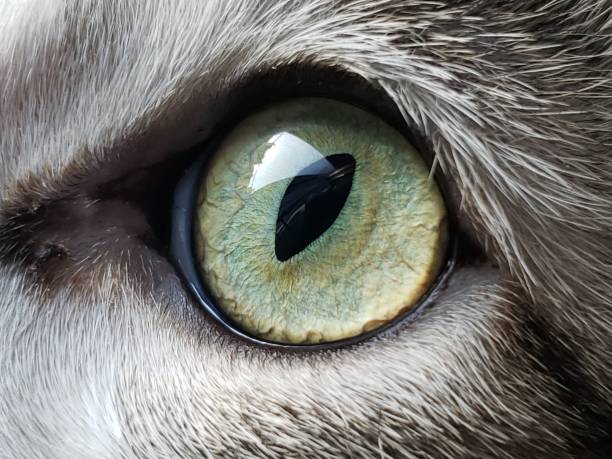 istock Close up of a cat's eye 1388284162