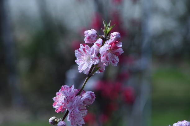 istock Hana peach blossoms in full bloom. 1388284332