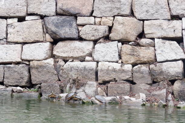 Turtles on the rock in Osaka, Japan