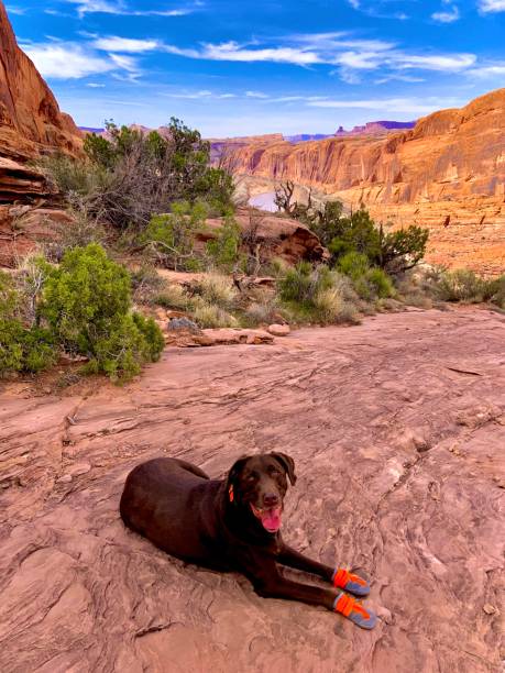 istock Dogs of Moab 4 1388286113