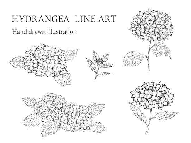 ilustraciones, imágenes clip art, dibujos animados e iconos de stock de juego de ilustraciones de dibujo de pluma de hortensia - hortensia