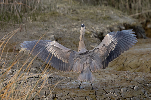 Great blue heron landing, seen in the wild in North California