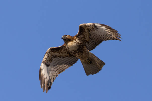 istock red-tailed hawk flying, seen in the wild in  North California 1388288657