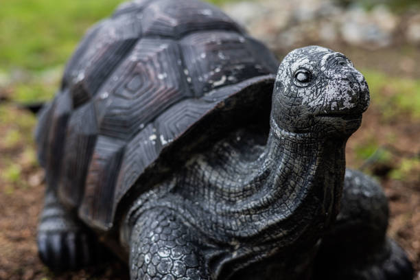 Awesome decaying turtle outdoors in yard relaxing as he is yard decoration.