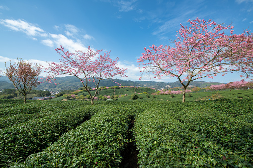 Cherry blossom tea garden on the top of Yongfu Mountain, Longyan City, Fujian Province, China