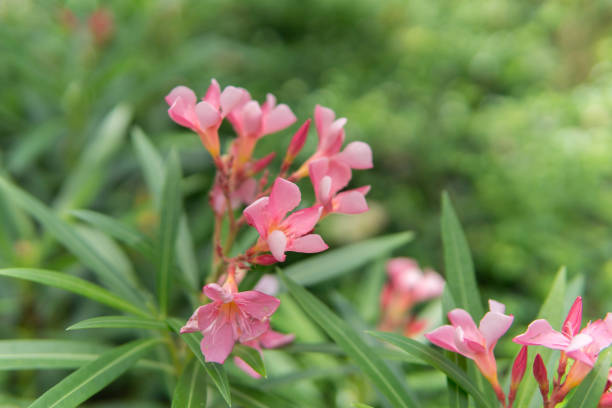 istock Beautiful flower for background. 1388291472