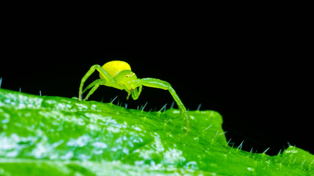 flor de araña - white animal eye arachnid australia fotografías e imágenes de stock